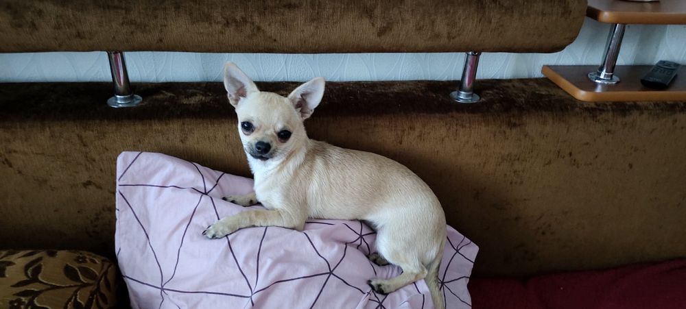 Вязка.Жених чихуахуа