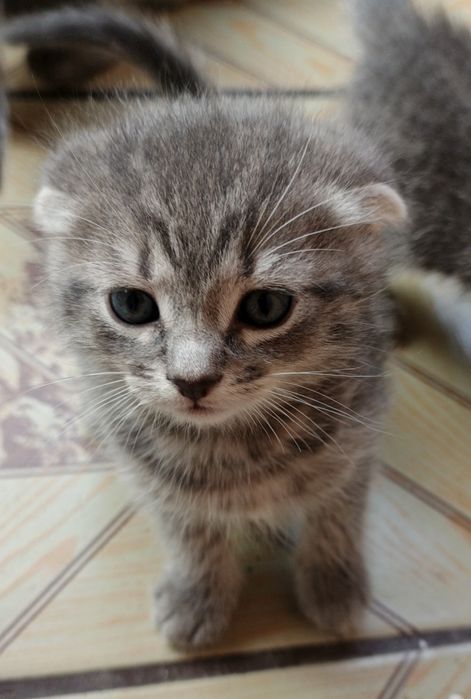 Шотландські висловухої кошенята "Скоттіш-Фолд"