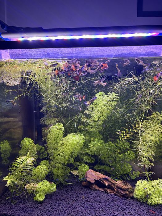 Planta aquario