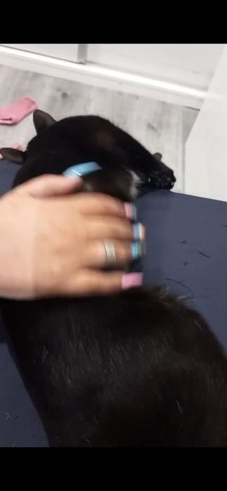 Gata meiga 8 meses ADOÇÃO (abandonada)