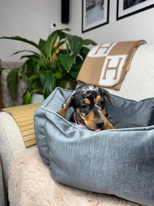 jamnik miniaturowy suczka