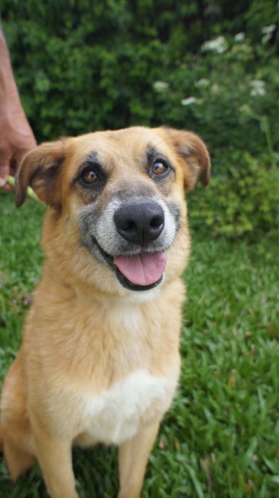 Kiko cao para adoção responsavel