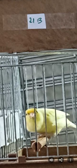 Canários Roller Harz