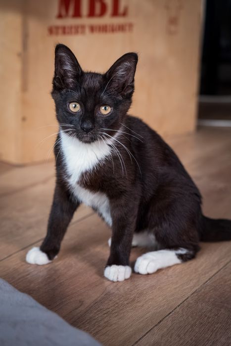 Samba i Rumba – mama i córka, które szukają wspólnego, spokojnego domu