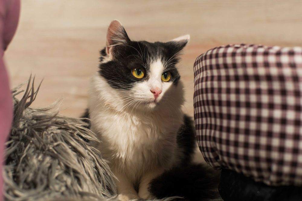 Супер кошенятки в пошуках домівки