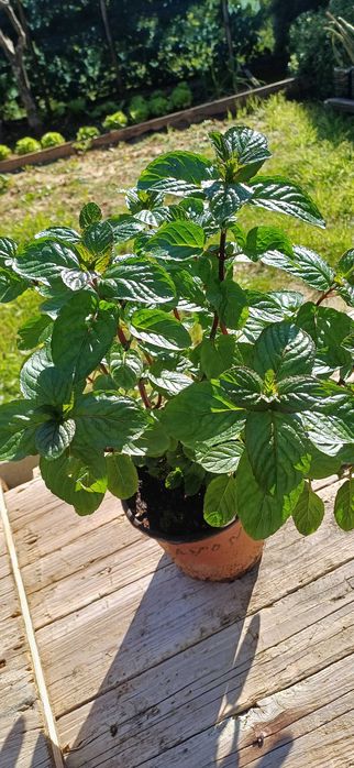 Planta Hortelã Pimenta em Vaso