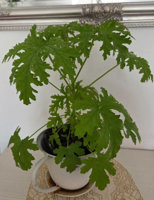 Geranium -anginka