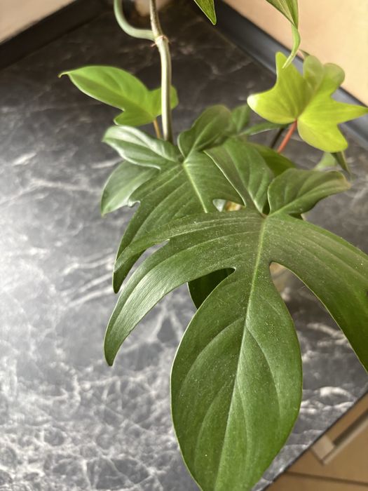 Philodendron Florida Ghost Variegata