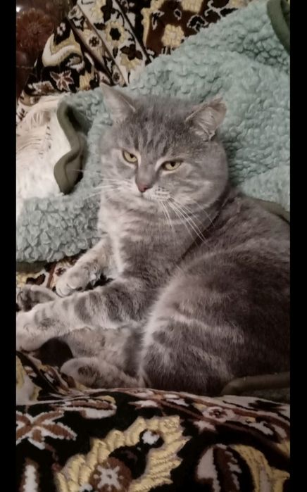 Отдам котика,в хорошие руки.