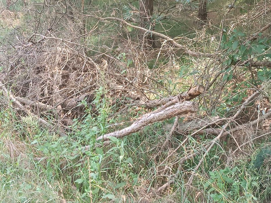 Gałęziówka, gałęzie, chrust - sosna, drewno opałowe - nowa wycinka