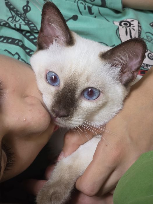 Тайский котенок мальчик