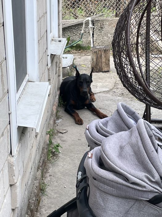 Віддам даром самця Добермана