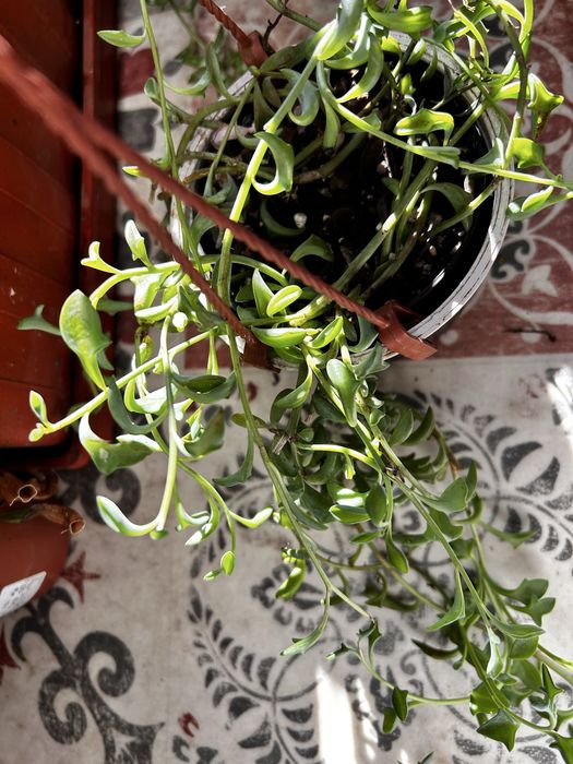 Suculentas “colares”