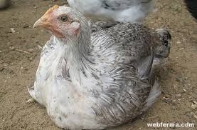 Кури несучки зозулясті, білі  5,5міс