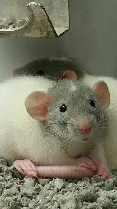Крыска / крысята