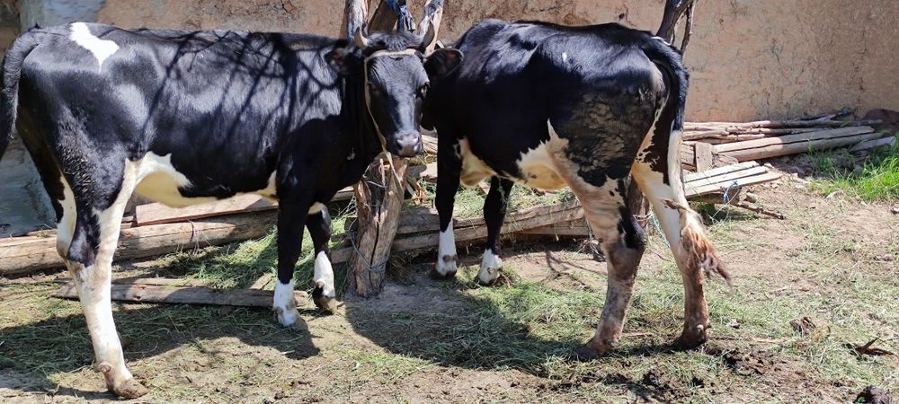 Продам две голштинки