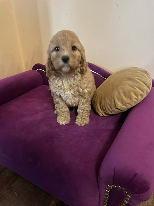 Pudel- Spaniel-Cockapoo