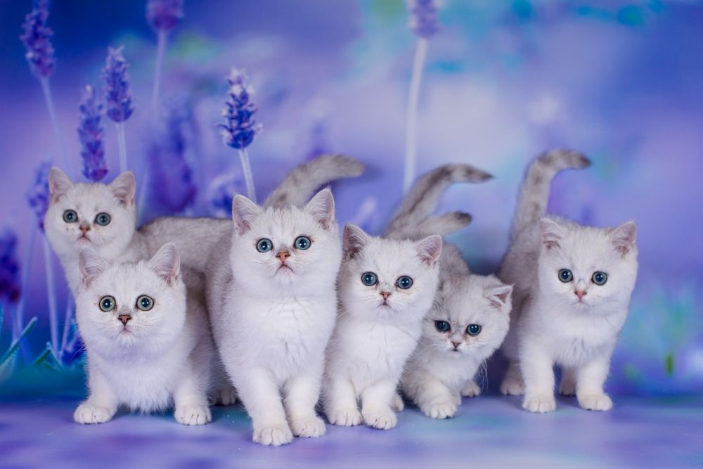 Сріблясті шиншили