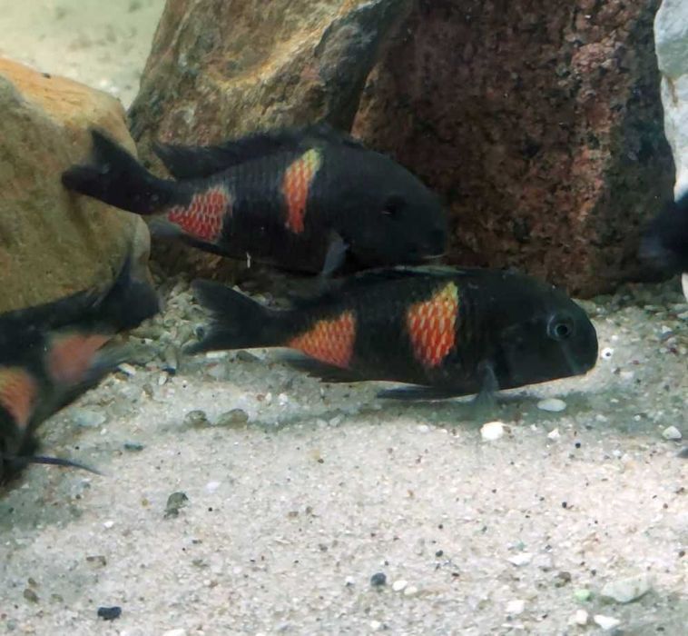 Tanganika Tropheus Bulu Point f1 bezp.transport certyfikat