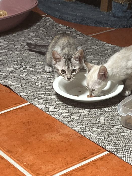 Gatinhos  bebes, siames