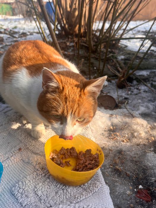 Rudy bardzo marźnie, prosi o dom.
