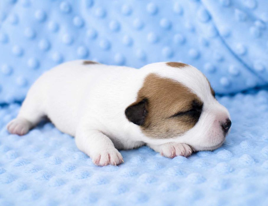 Jack Russell Terrier piękny piesek z dokumentami Moris