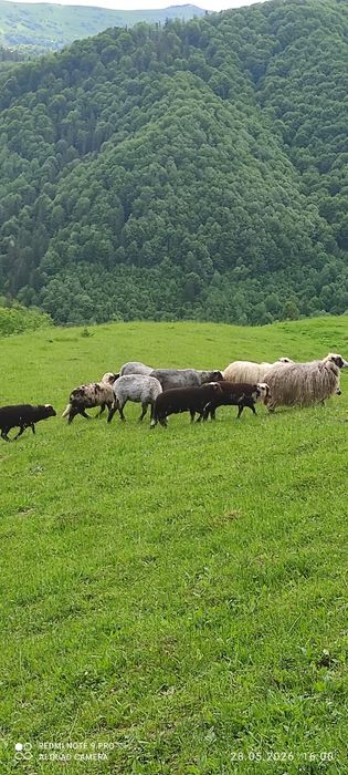 Продам Карпатські Ягнята Баранці