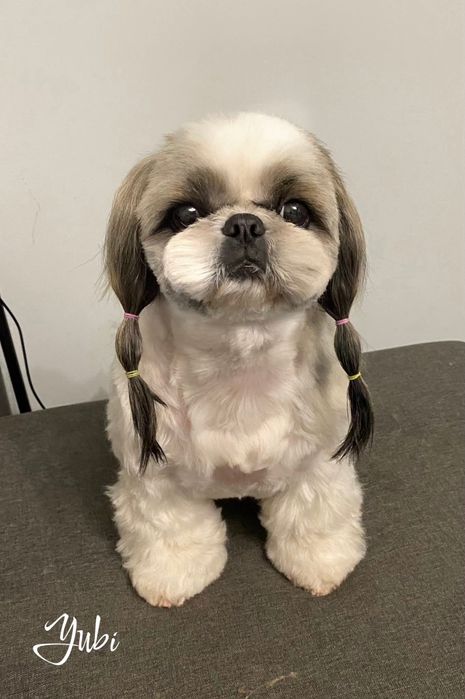 Грумінг Стрижка собак