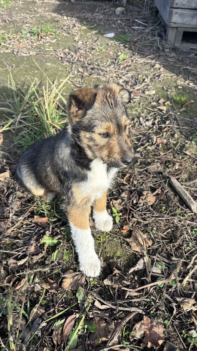 Sunia  po  owczarku szkockim szuka kochającego domu