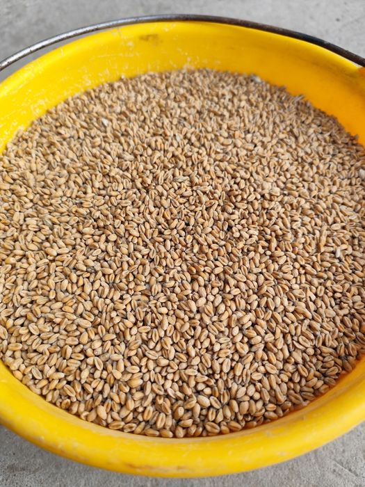 Pszenica ozima (Pokarm dla kur,gołębi itp)