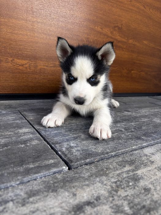 Husky syberyjski piesek FCI po zdrowych rodzicach