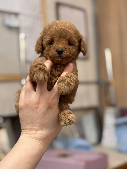 Плюшевый мини мальтипу беби фейс