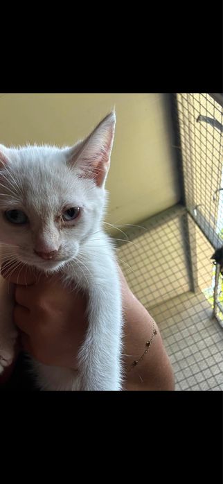 Gatinhas para adocao