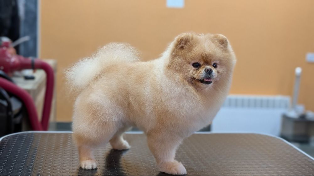 Продам Померанского шпица