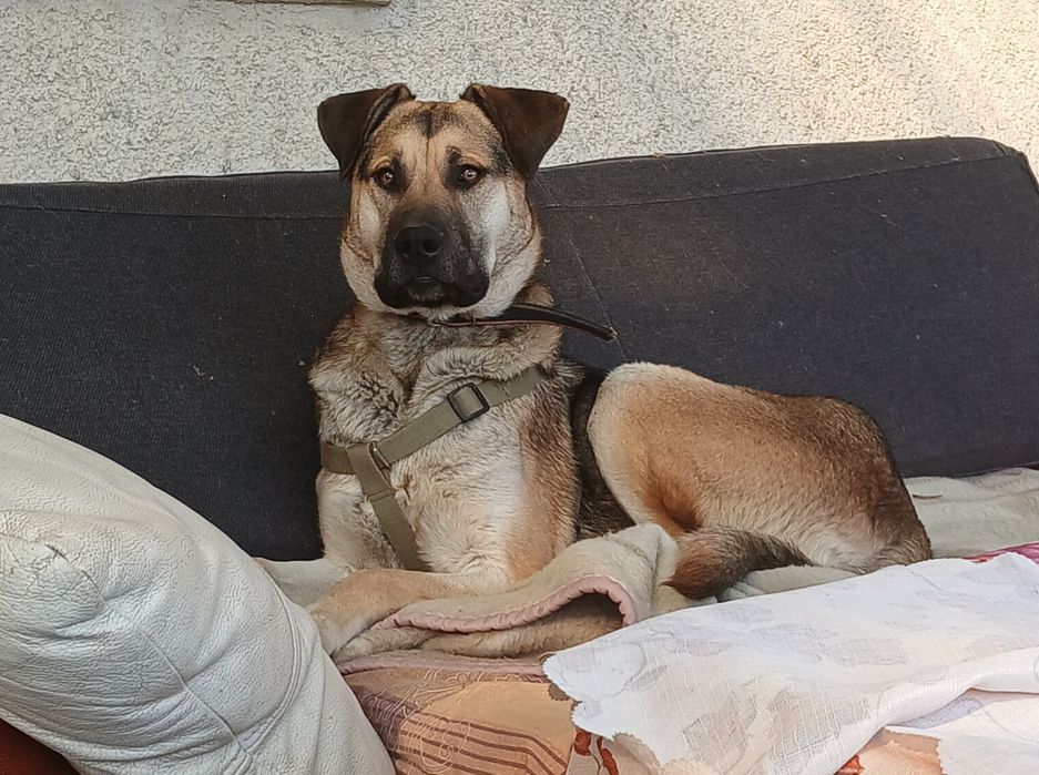 Laki - młodziutki duży pies dla rodziny