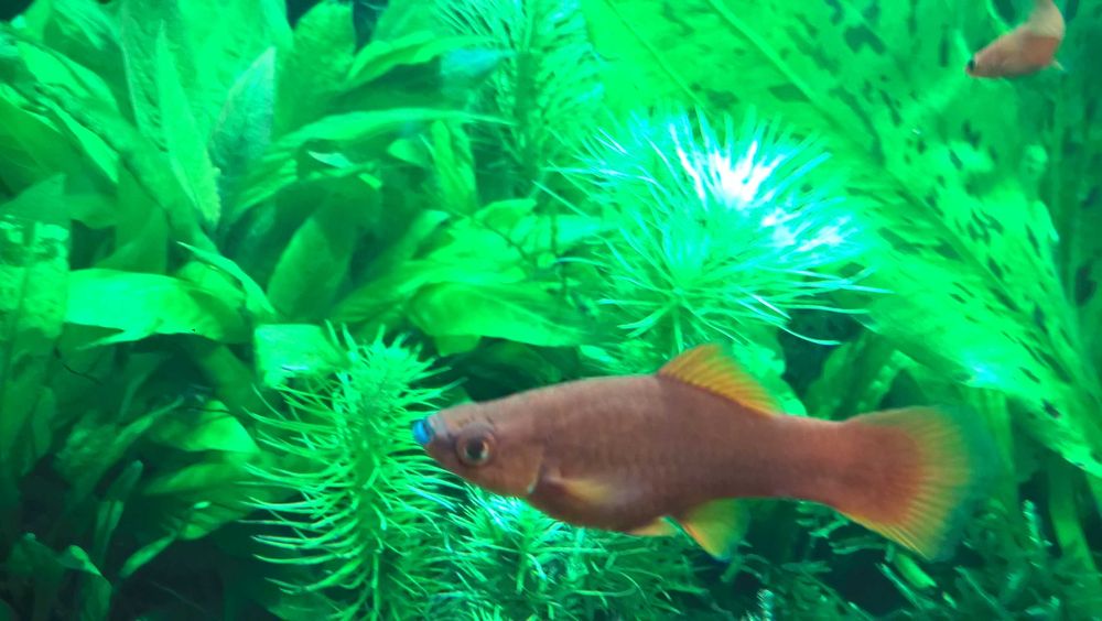 Mieczyk czerwony- dorosłe ryby