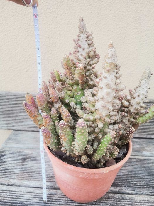 Vaso com vários cactos