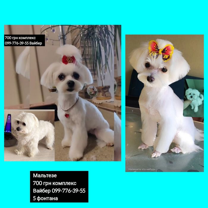 Груминг стрижка собак мелких пород 700грн комплекс