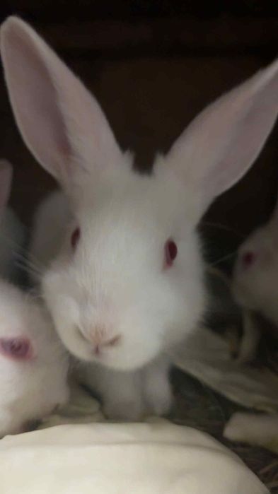 króliki termondy małe