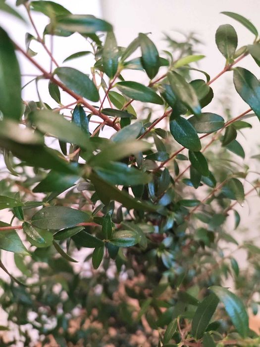 Мирт, миртовое дерево комнатное