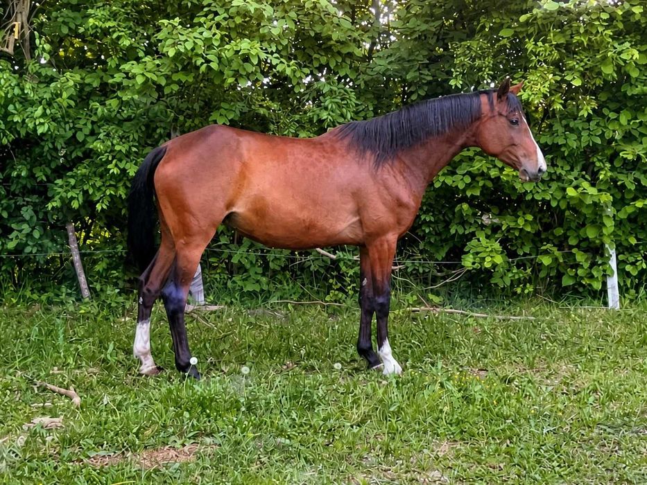 Klacz SP Pucca z ogierkiem do sportu – Jasper / Cassini I / Pronto / Argentinus