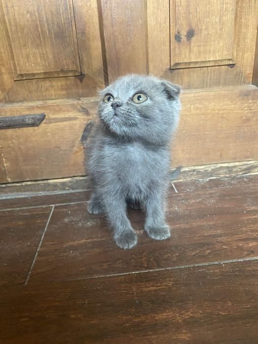 Весловухі коти безкоштовно