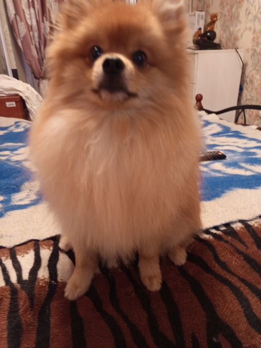 В'язка померанського красунчика шпіца