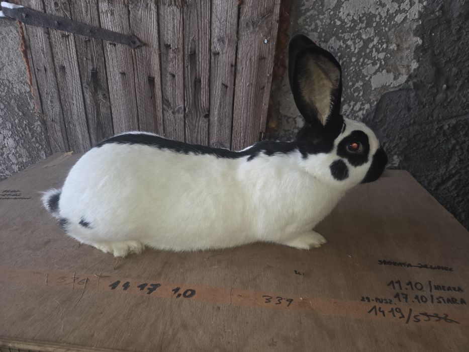 Samica Srokacz OSC 1.5 roku