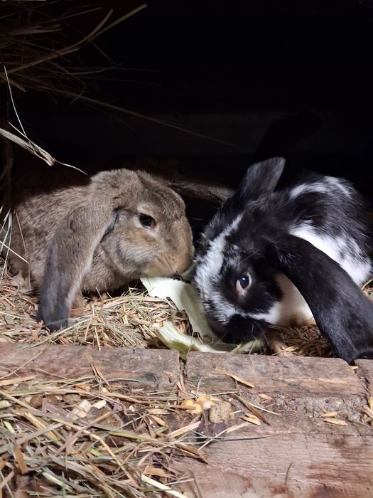 Króliki mieszańce baran francuski z olbrzymem belgijskim