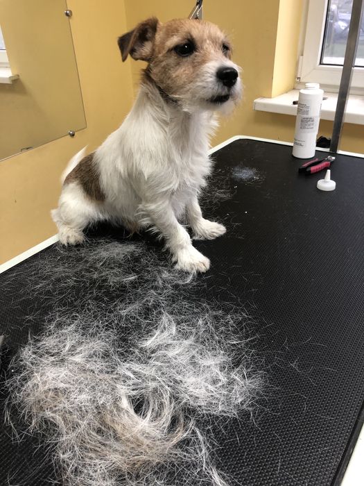 Груминг(стрижка, купание) собак и кошек Дарницкий район, Левобережная.