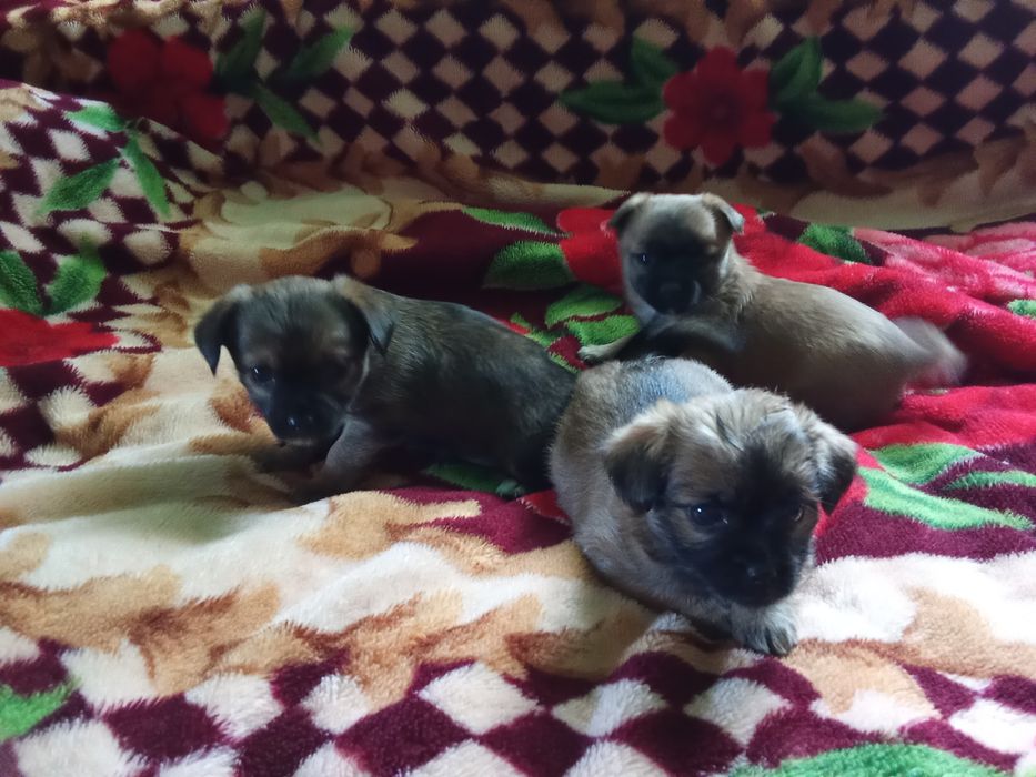 Продаються собачки