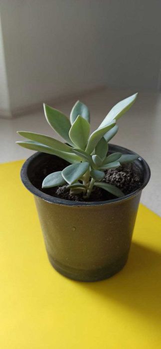 Сукуленти кімнатні