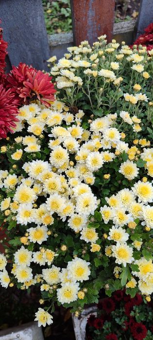 Продам хризантему в горщиках, недорого є не розквітлі