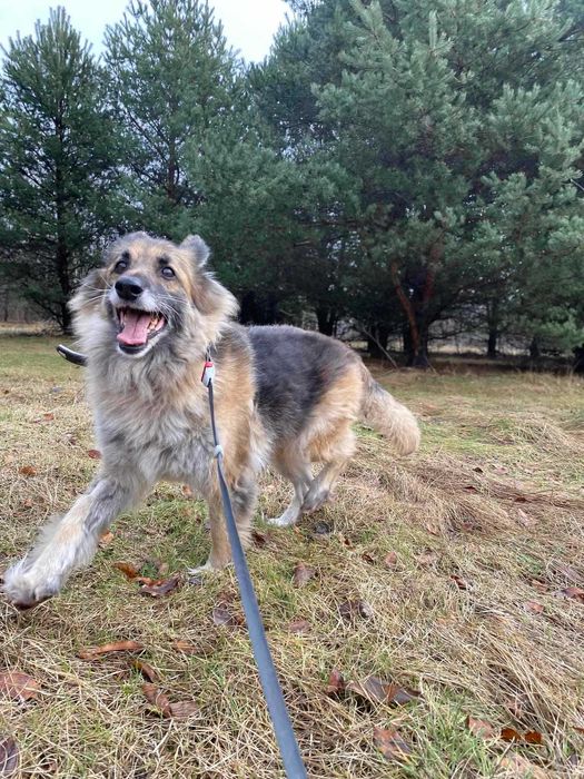 Karinka: psia dama czeka na dom, w którym znajdzie bezwarunkową miłość